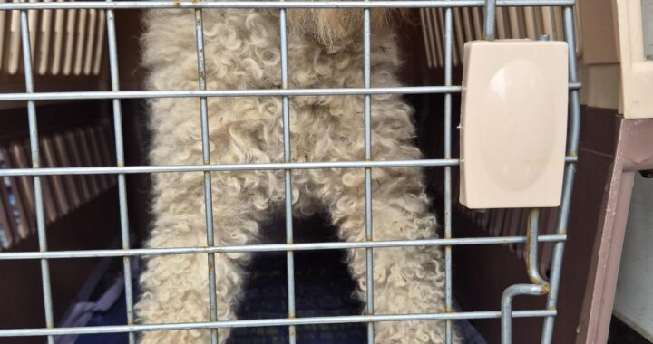 neugle pet 경남 거제 2026 00146