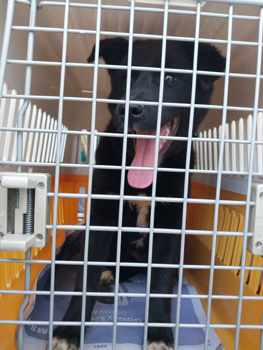 neugle pet 경남 거제 2026 00147