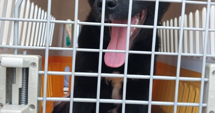 neugle pet 경남 거제 2026 00147