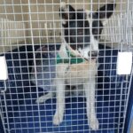 neugle pet 경남 거제 2026 00148