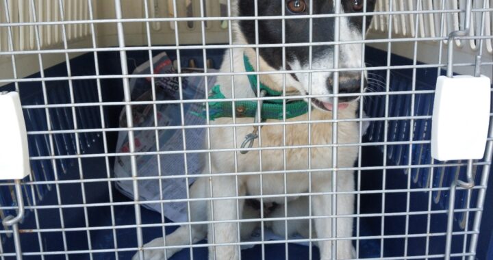 neugle pet 경남 거제 2026 00148