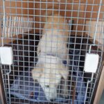 Lily's Gentle Heart: A Geoje Mix-Breed's Quest for International Adoption 11 neugle pet 경남 거제 2026 00149