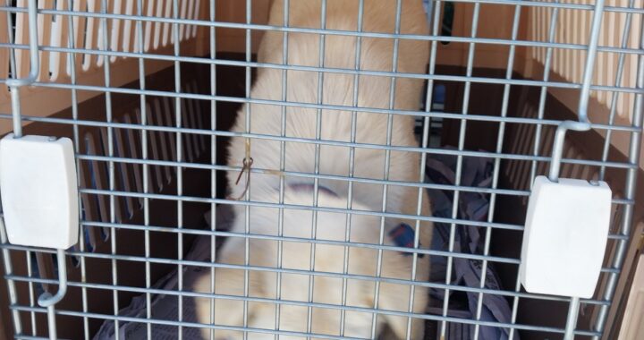 neugle pet 경남 거제 2026 00149