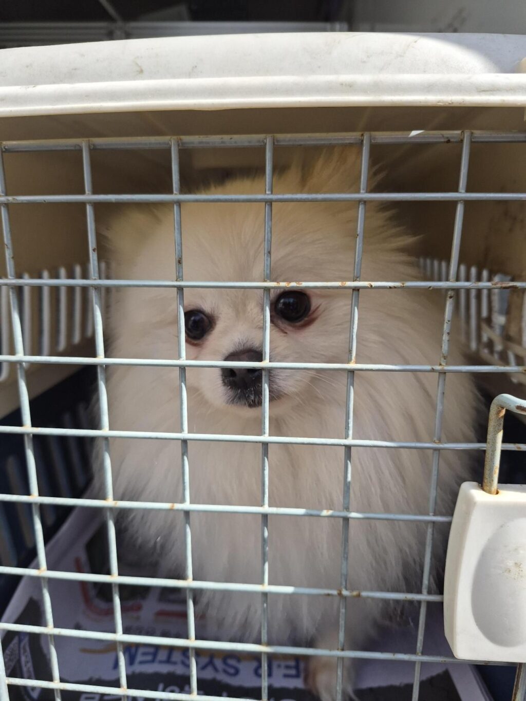 neugle pet 경남 거제 2026 00155