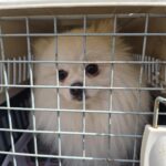 neugle pet 경남 거제 2026 00155