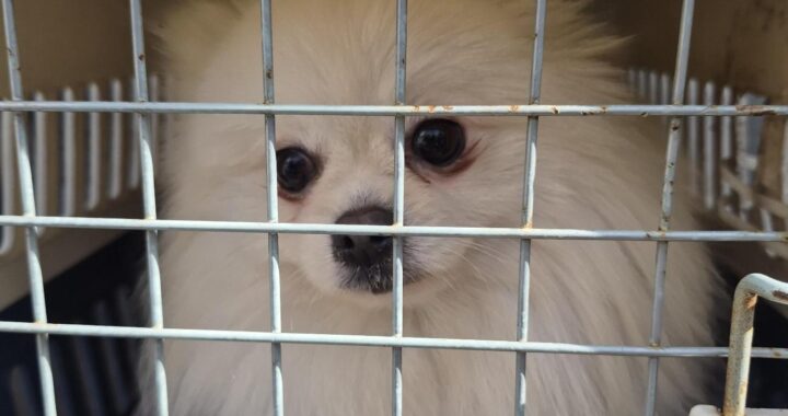 neugle pet 경남 거제 2026 00155