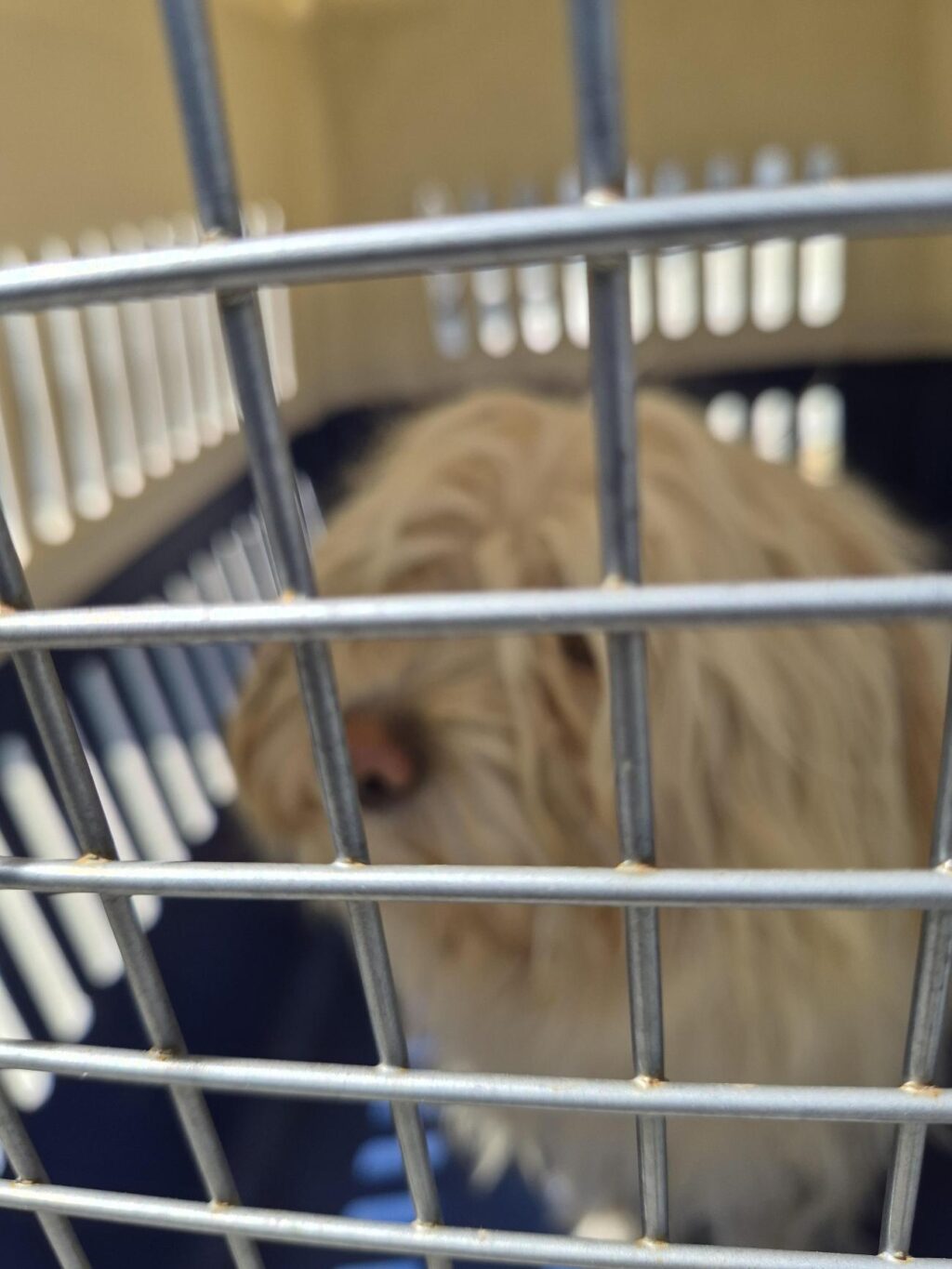 neugle pet 경남 거제 2026 00161