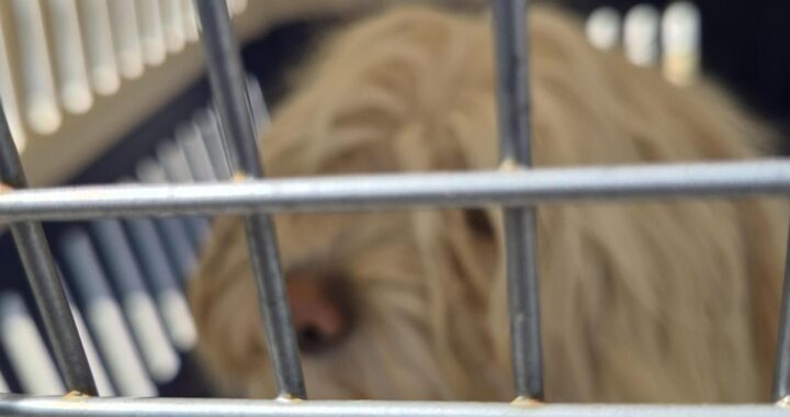 neugle pet 경남 거제 2026 00161