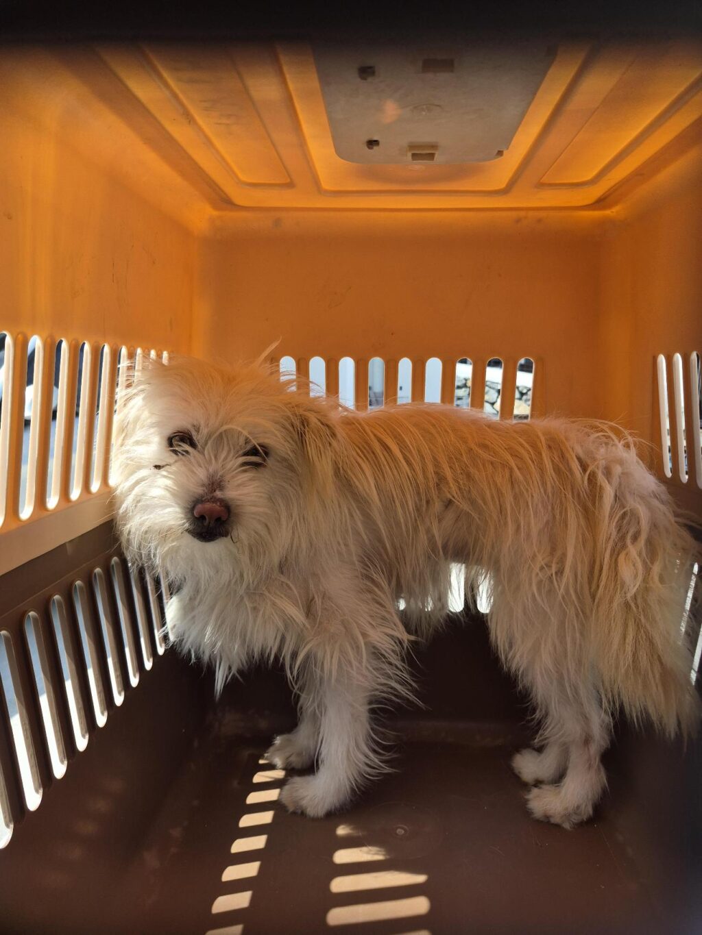 neugle pet 경남 거제 2026 00162