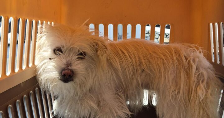 neugle pet 경남 거제 2026 00162