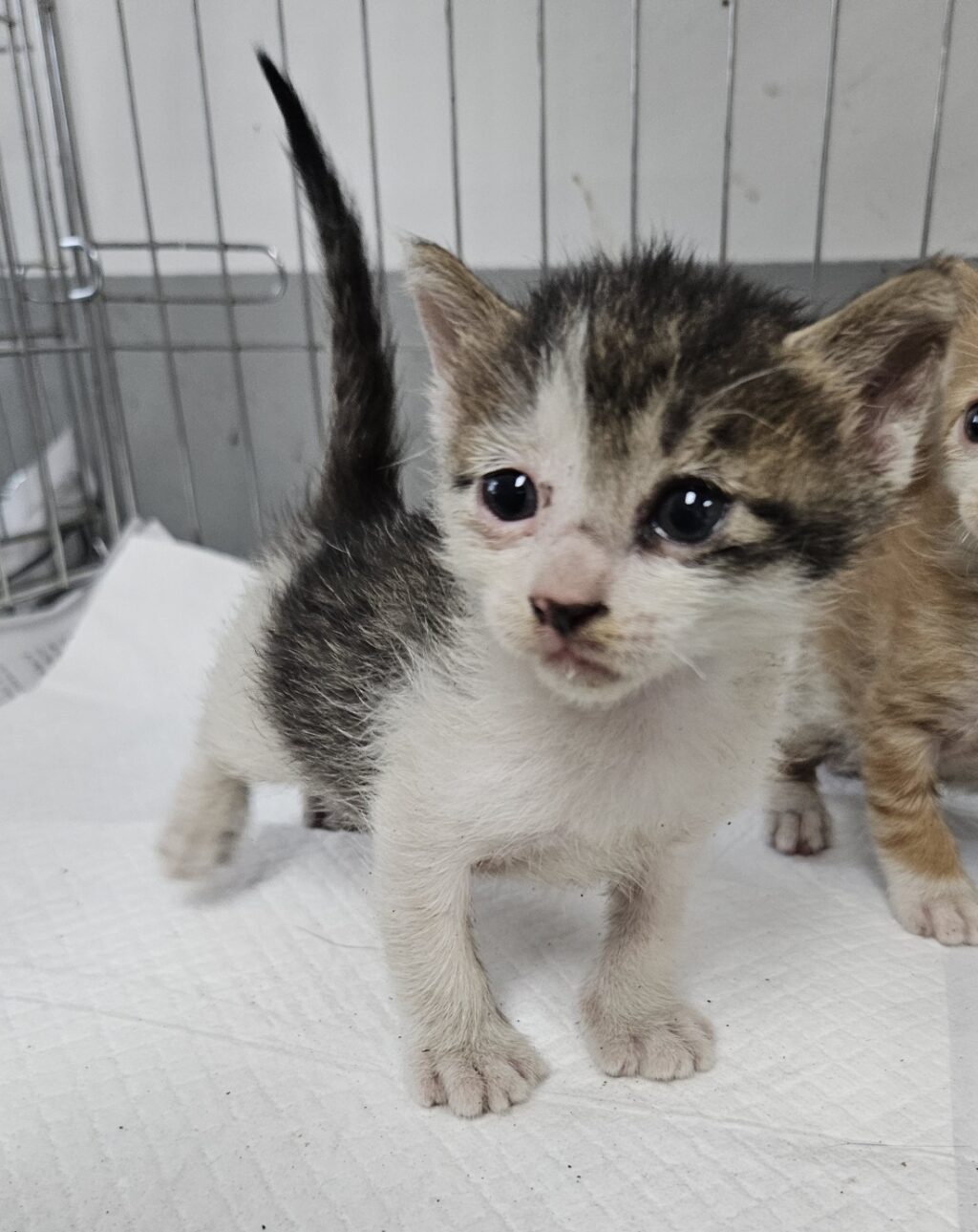 neugle pet 경남 거제 2026 00163