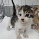 neugle pet 경남 거제 2026 00163