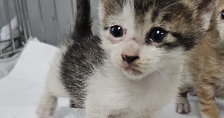 neugle pet 경남 거제 2026 00163