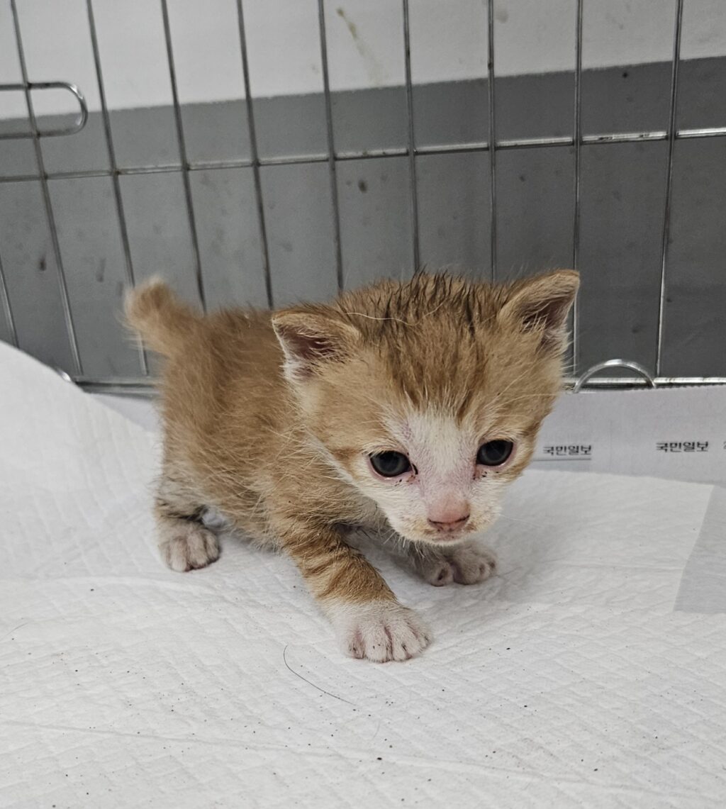 neugle pet 경남 거제 2026 00164