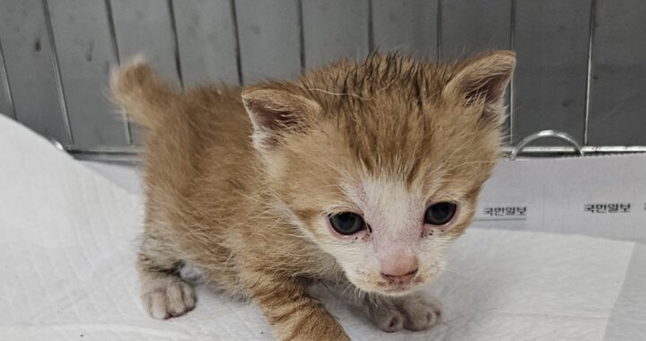 neugle pet 경남 거제 2026 00164