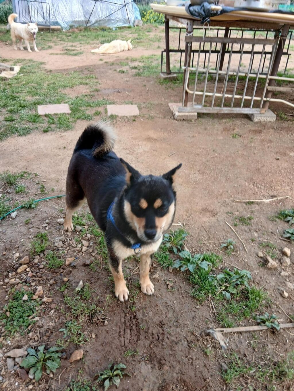 neugle pet 경남 거제 2026 00165