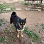 neugle pet 경남 거제 2026 00165