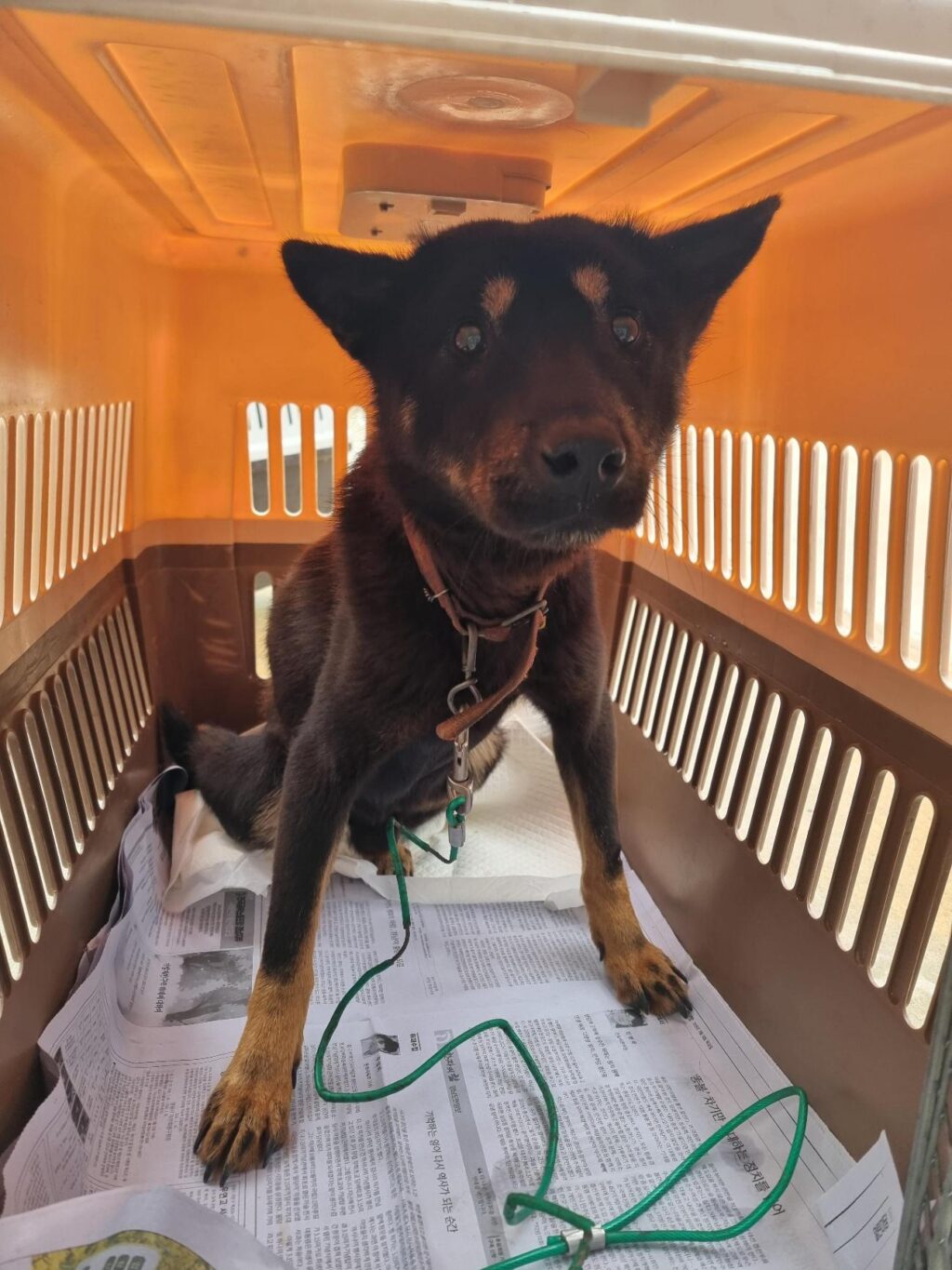 neugle pet 경남 거제 2026 00168