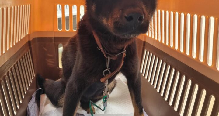 neugle pet 경남 거제 2026 00168