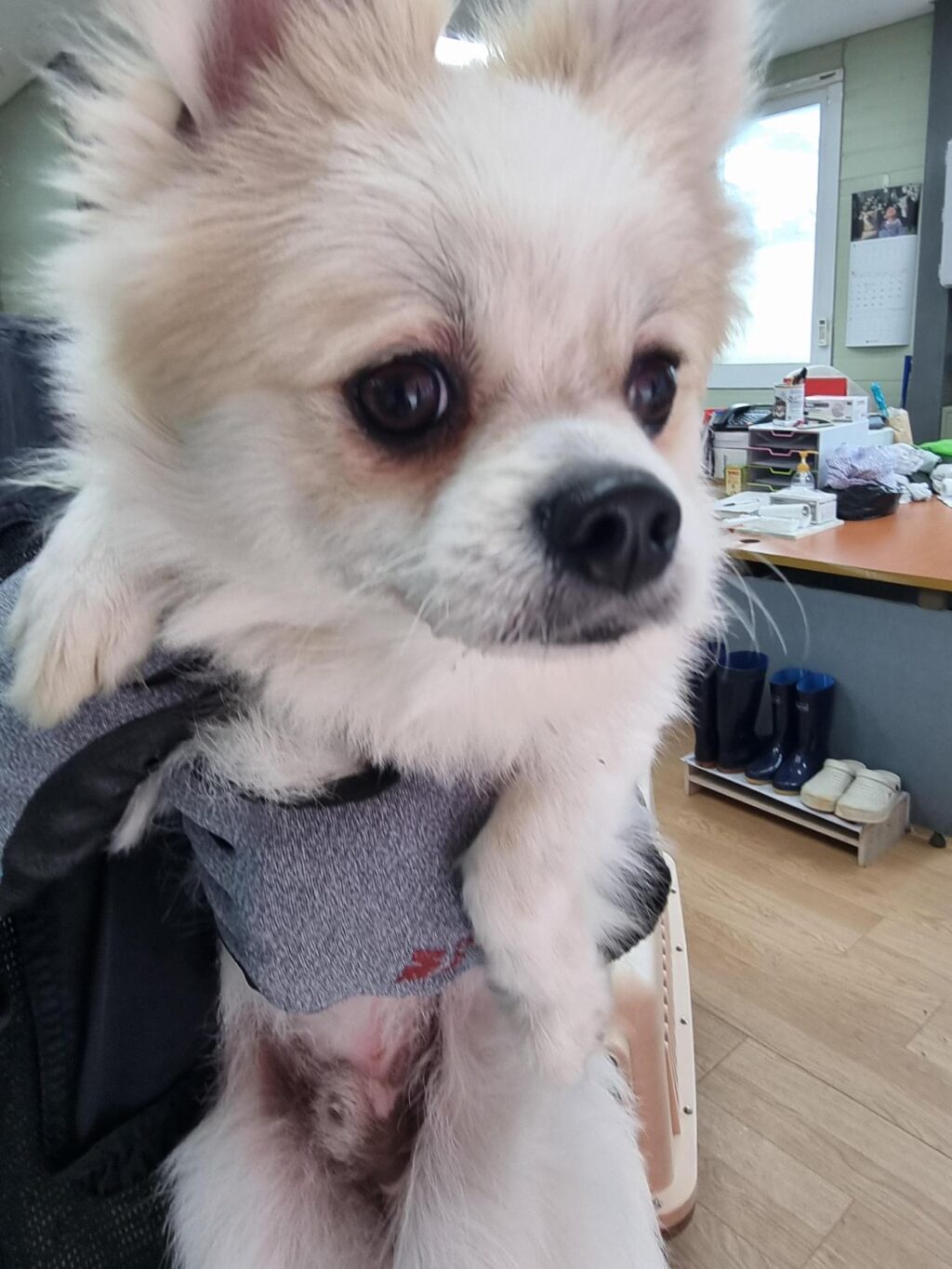 neugle pet 경남 거제 2026 00170