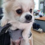 neugle pet 경남 거제 2026 00170