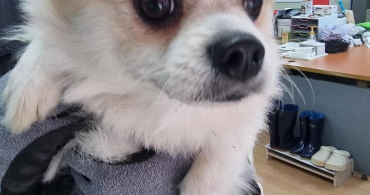 neugle pet 경남 거제 2026 00170