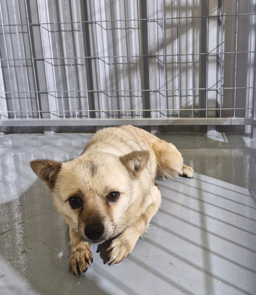 neugle pet 경남 거창 2026 00086