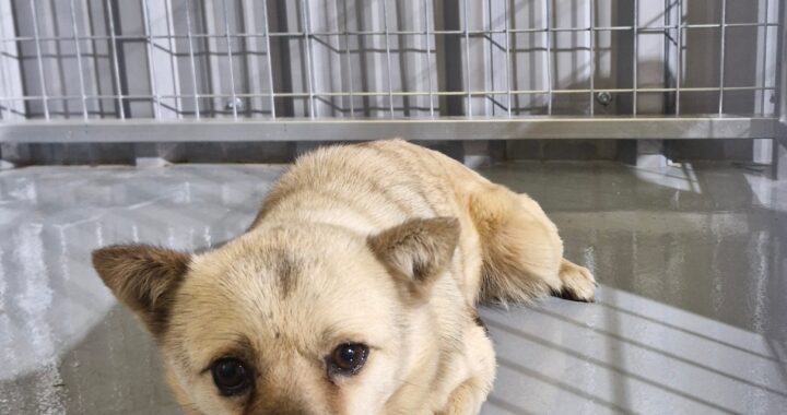 neugle pet 경남 거창 2026 00086