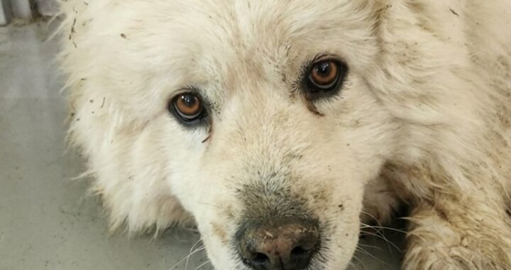 neugle pet 경남 거창 2026 00087