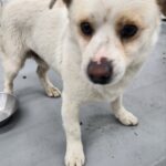 neugle pet 경남 거창 2026 00088