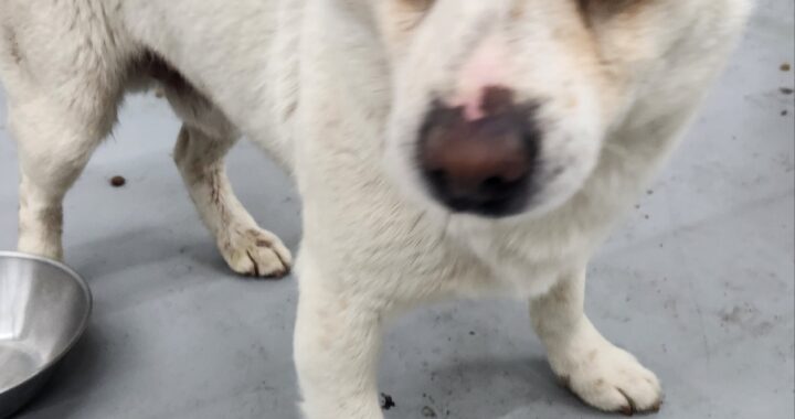 neugle pet 경남 거창 2026 00088