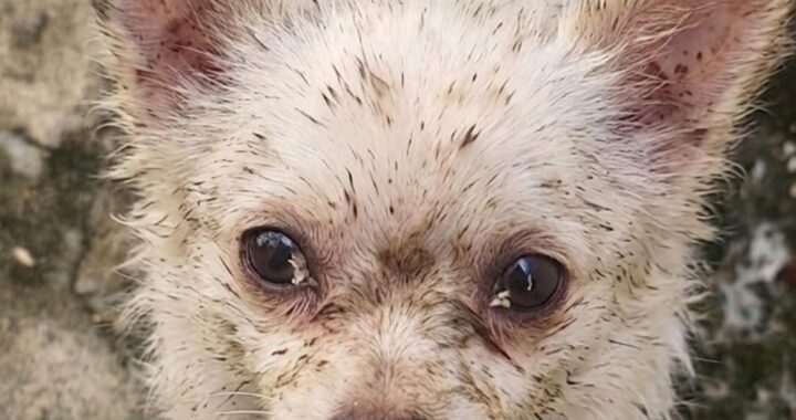 neugle pet 경남 거창 2026 00089