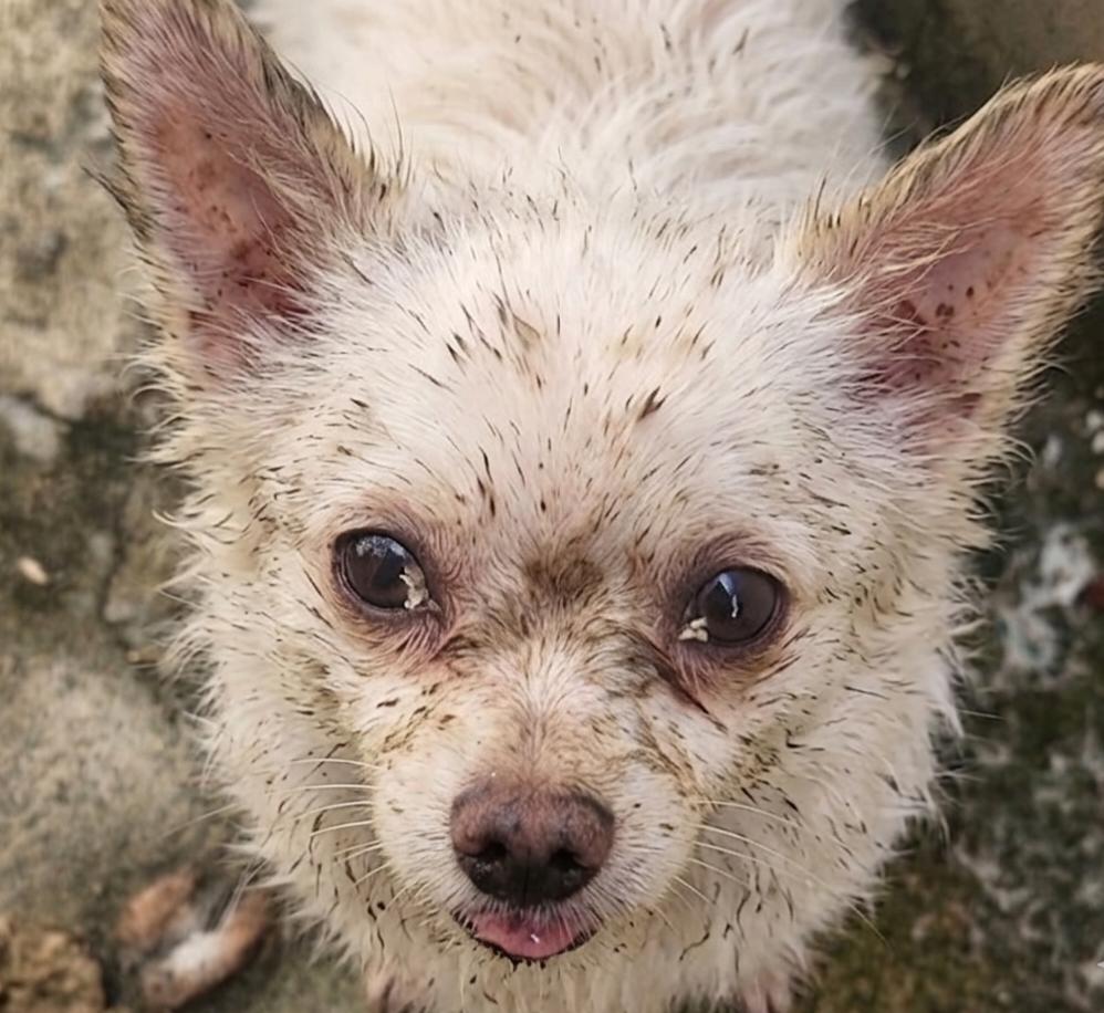 neugle pet 경남 거창 2026 00089