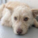 neugle pet 경남 거창 2026 00090