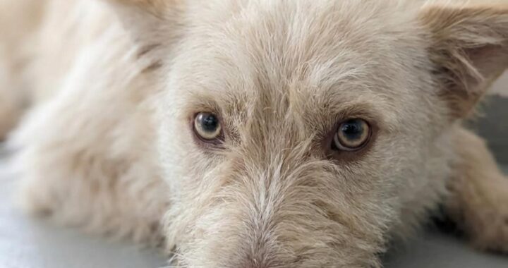 neugle pet 경남 거창 2026 00090