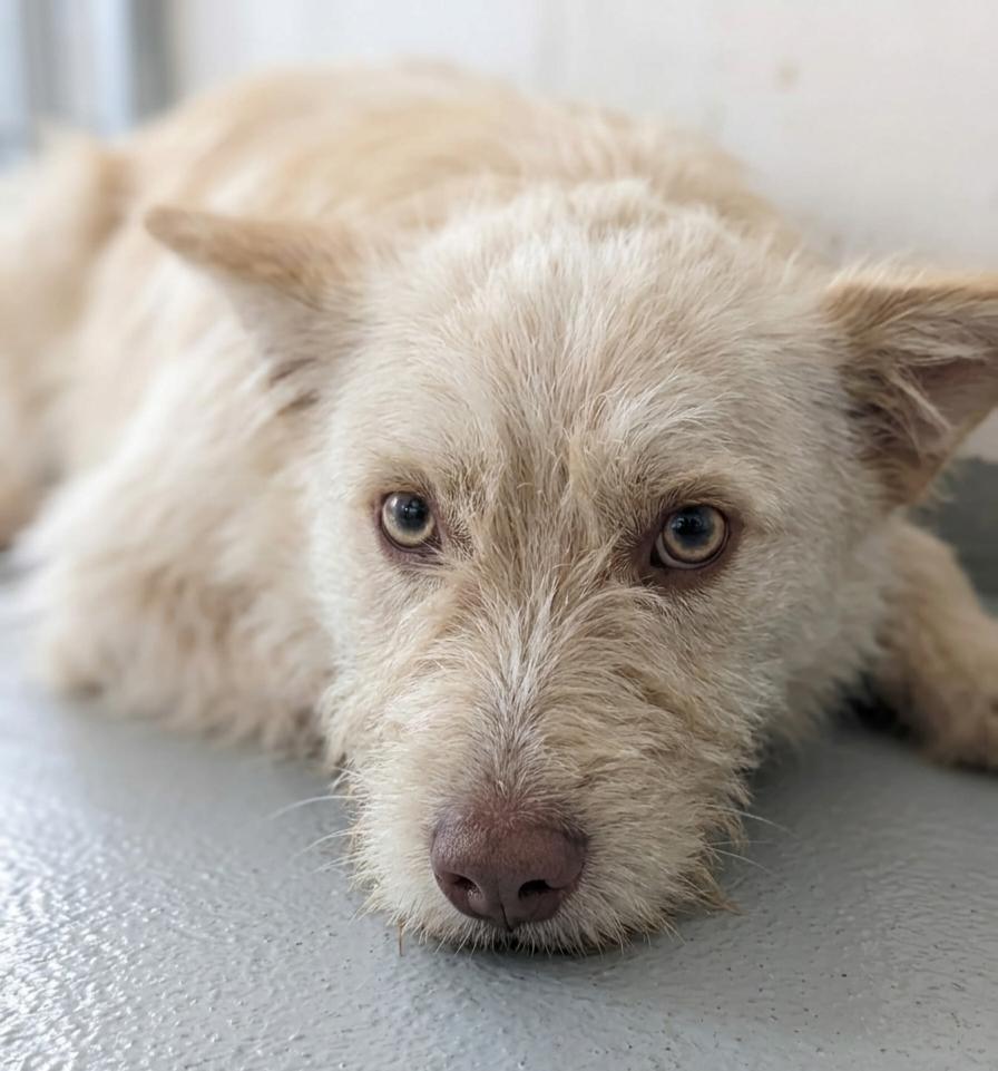 neugle pet 경남 거창 2026 00090