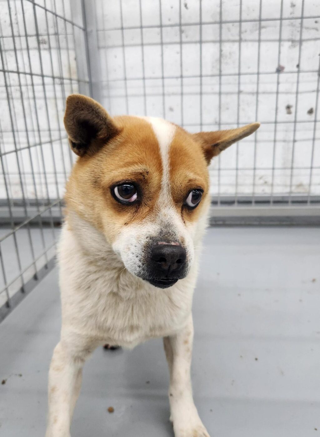 neugle pet 경남 거창 2026 00091