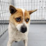 Maru: A Wary Heart from Geochang, South Korea, Seeks International Adoption 14 neugle pet 경남 거창 2026 00091