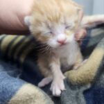 neugle pet 경남 거창 2026 00092