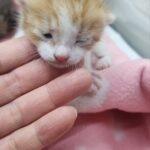 Orphaned 믹스묘 Kitten from Geochang, South Korea Seeks International Adoption 10 neugle pet 경남 거창 2026 00093