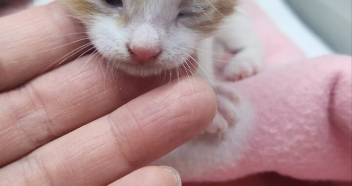 neugle pet 경남 거창 2026 00093