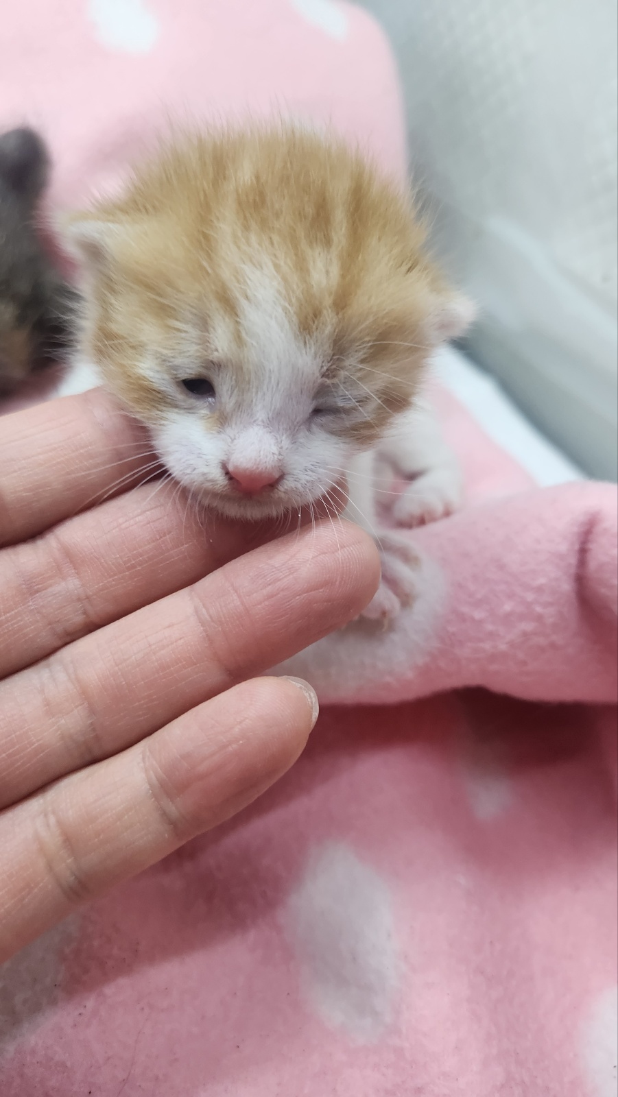 neugle pet 경남 거창 2026 00093