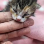 neugle pet 경남 거창 2026 00094