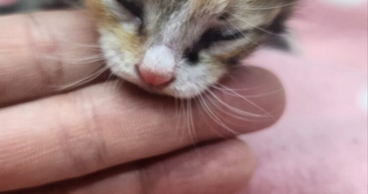 neugle pet 경남 거창 2026 00094