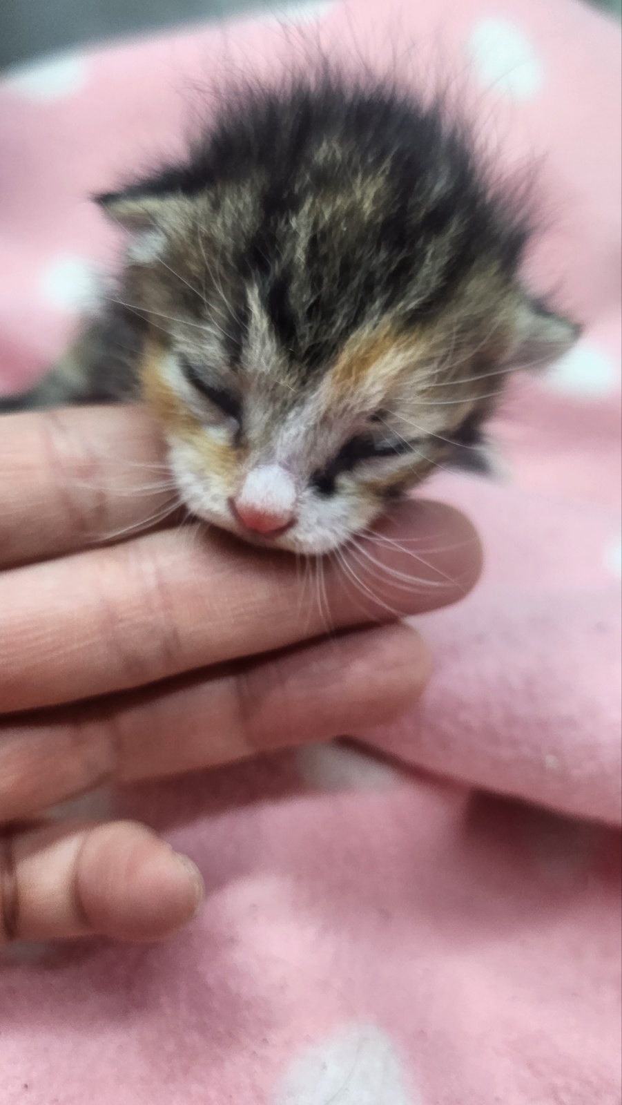 neugle pet 경남 거창 2026 00094