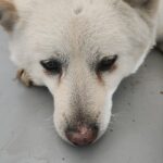 neugle pet 경남 거창 2026 00095