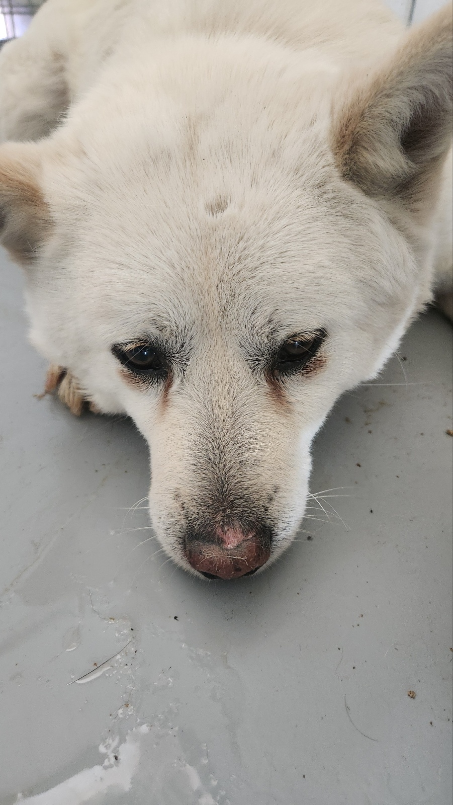 neugle pet 경남 거창 2026 00095