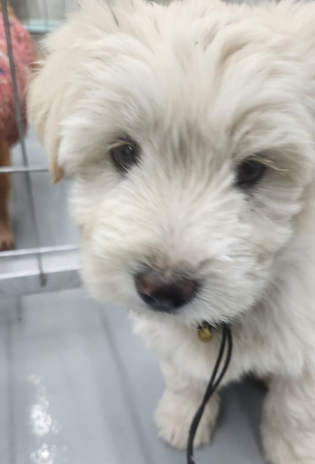 neugle pet 경남 거창 2026 00096