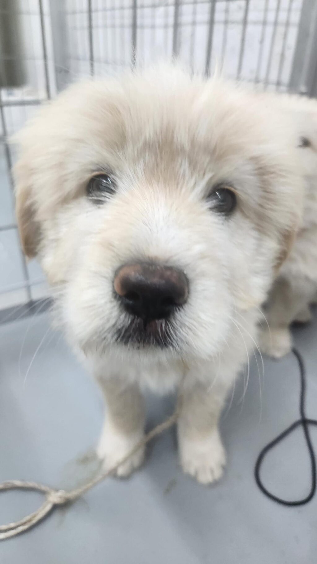 neugle pet 경남 거창 2026 00099