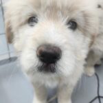 neugle pet 경남 거창 2026 00099